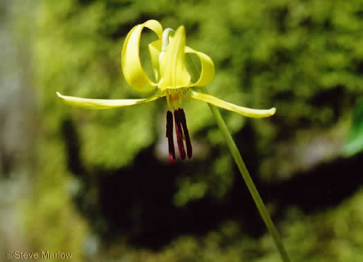 image of Erythronium umbilicatum ssp. umbilicatum, Dimpled Trout Lily, Dogtooth Violet