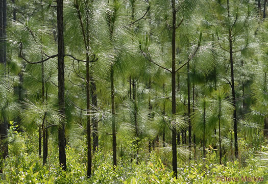 image of Pinus palustris, Longleaf Pine, Southern Pine