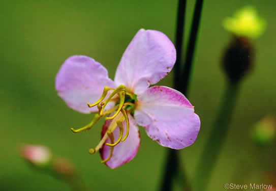 Pale Meadowbeauty