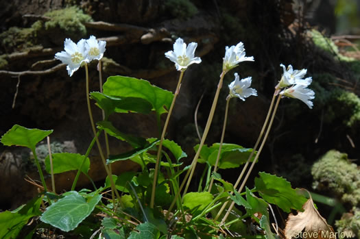 image of Shortia galacifolia, Oconee Bells, Southern Shortia