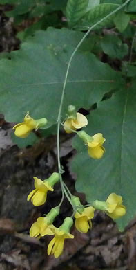 Ashleaf Golden-banner