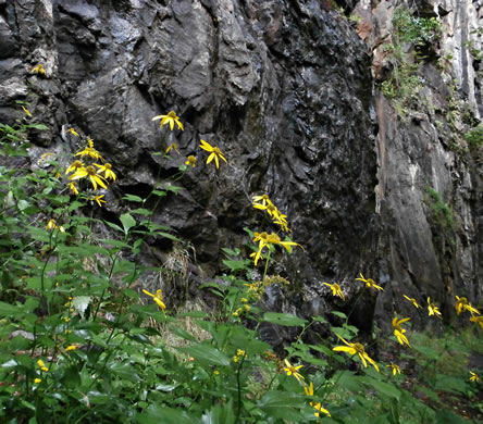 image of Rudbeckia laciniata var. humilis, Blue Ridge Cutleaf Coneflower