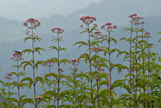 image of Eutrochium fistulosum, Hollow-stem Joe-pye-weed