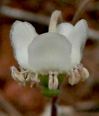 image of Chimaphila maculata, Pipsissewa, Striped Wintergreen, Rat's Bane