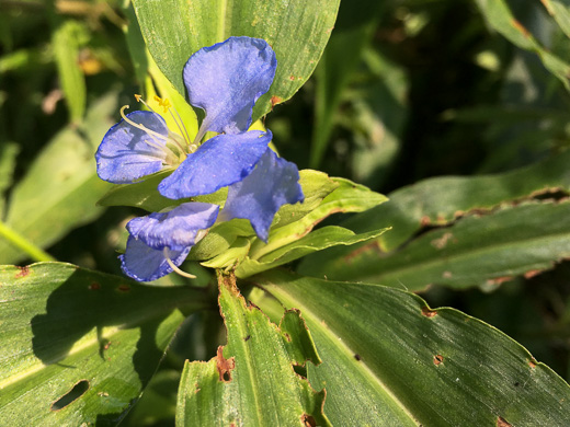 Virginia Dayflower