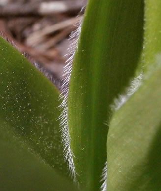 image of Clintonia umbellulata, Speckled Wood-lily, White Clintonia