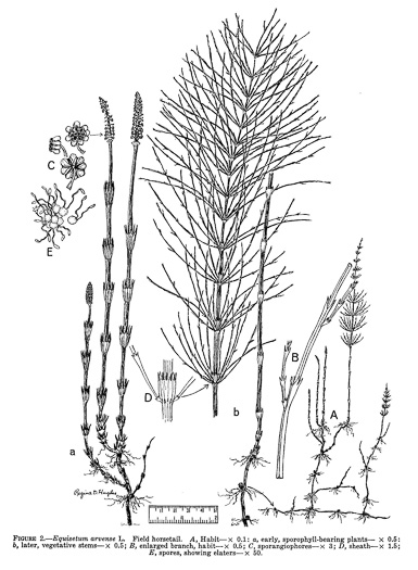 image of Equisetum arvense, Field Horsetail, Bottlebrush Horsetail