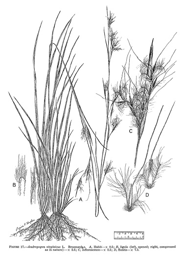 image of Andropogon virginicus var. virginicus, Broomsedge, Broomsedge Bluestem, Old-field Broomstraw, "Sedge Grass"