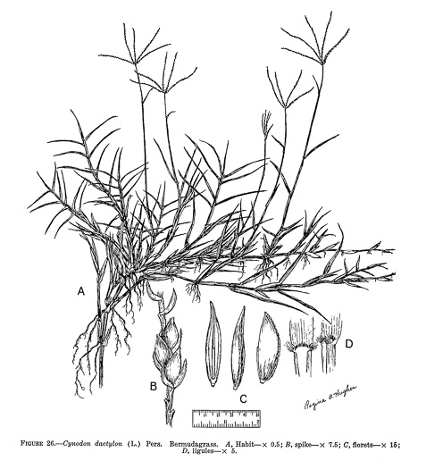 image of Cynodon dactylon, Bermuda Grass, Scutch Grass