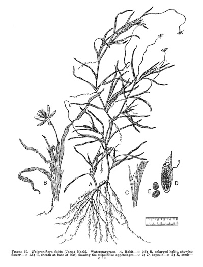 image of Heteranthera dubia, Water Stargrass