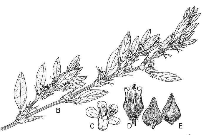 image of Polygonum aviculare ssp. aviculare, Prostrate Knotweed