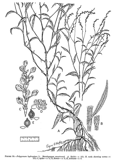 image of Persicaria hydropiper, Marshpepper Smartweed, Waterpepper