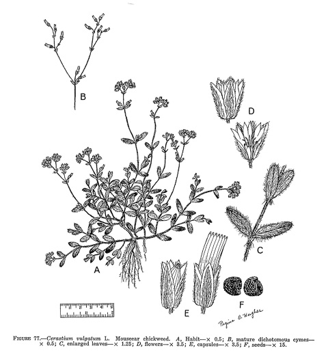 image of Cerastium fontanum ssp. vulgare, Common Mouse-ear Chickweed