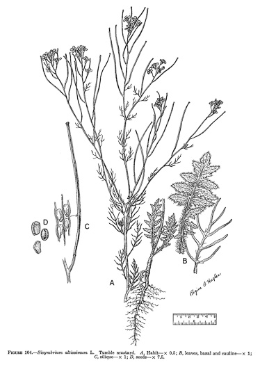 image of Sisymbrium altissimum, Tumble Mustard, Jim Hill Mustard, Tall Hedge-mustard