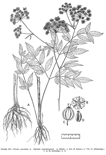 image of Cicuta maculata var. maculata, Water-hemlock, Spotted Cowbane