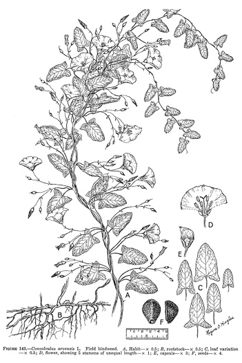 image of Convolvulus arvensis, Field Bindweed, Creeping Jenny, Possession-vine, Cornbind