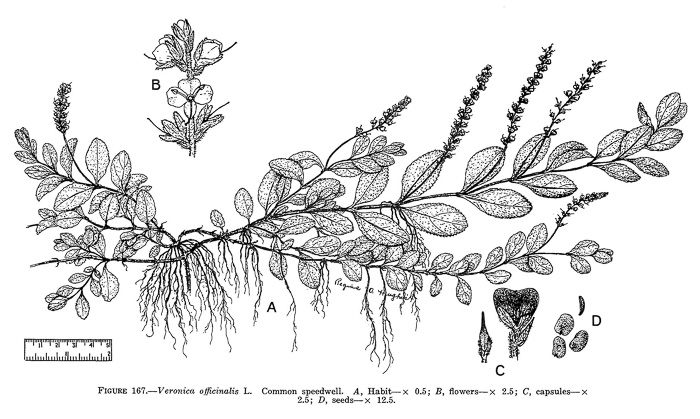 image of Veronica officinalis, Common Speedwell, Gypsyweed, Heath Speedwell