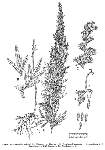 image of Artemisia vulgaris, Mugwort, Felon Herb