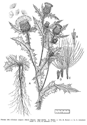 image of Cirsium vulgare, Bull Thistle