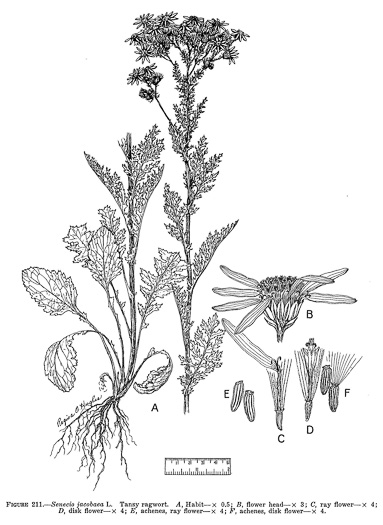 image of Jacobaea vulgaris, Tansy Ragwort, Stinking Willie