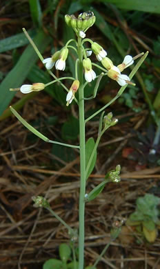 image of Arabidopsis thaliana, Mouse-ear Cress