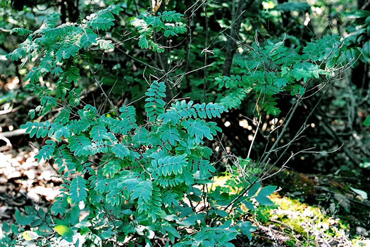 image of Amorpha schwerinii, Piedmont Indigo-bush