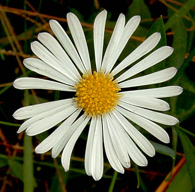 image of Boltonia diffusa var. diffusa, Southern Doll's-daisy, Boltonia, Smallhead Doll's-daisy