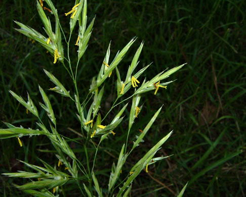 image of Bromus inermis, Smooth Brome, Hungarian Brome, Awnless Brome