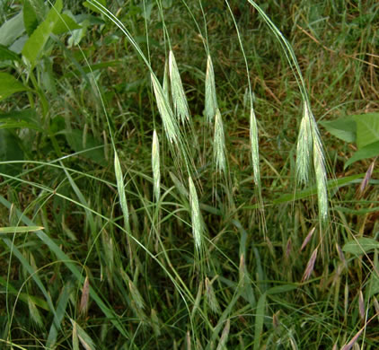 image of Bromus sterilis, Poverty Brome, Barren Brome, Cheatgrass