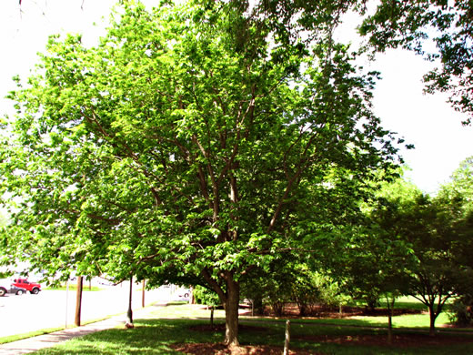 image of Celtis occidentalis, Northern Hackberry