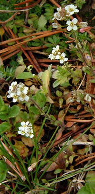 image of Abdra brachycarpa, Shortpod Draba, Short-fruited Draba