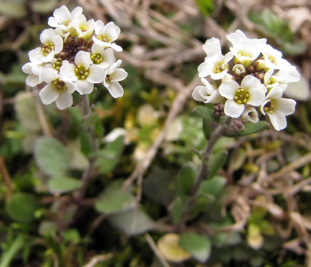 image of Abdra brachycarpa, Shortpod Draba, Short-fruited Draba