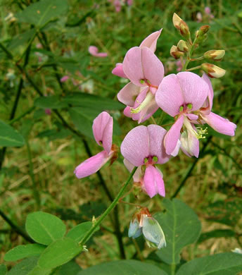 image of Desmodium canescens, Hoary Tick-trefoil