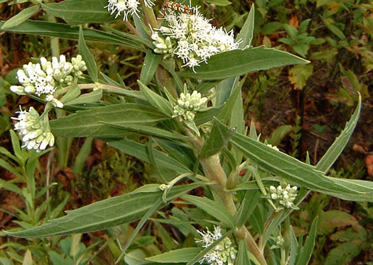 image of Eupatorium altissimum, Tall Thoroughwort, Tall Boneset