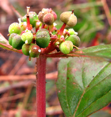 image of Euphorbia dentata, Painted Leaf, Wild Poinsettia, Green Poinsettia, Toothed Spurge