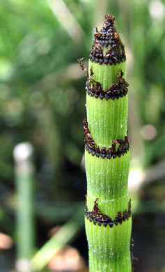 image of Equisetum praealtum, Tall Scouring-rush, River Scouring-rush