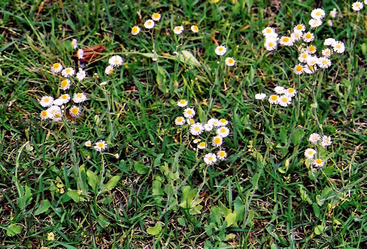 image of Erigeron quercifolius, Southern Fleabane, Oak-leaved Fleabane