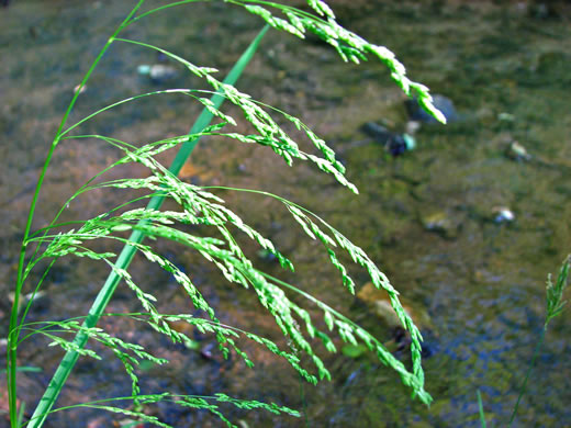 image of Glyceria striata var. striata, Fowl Mannagrass