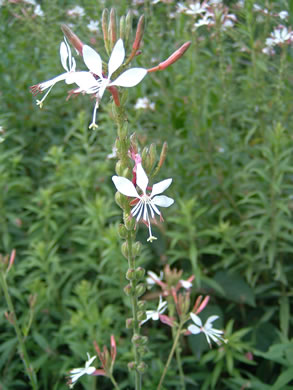 image of Oenothera gaura, Biennial Gaura, Northeastern Gaura, Morning Honeysuckle, Biennial Beeblossom