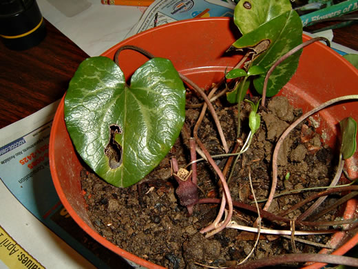 image of Hexastylis contracta, Mountain Heartleaf