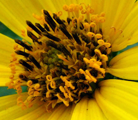 image of Helianthus tuberosus, Jerusalem Artichoke