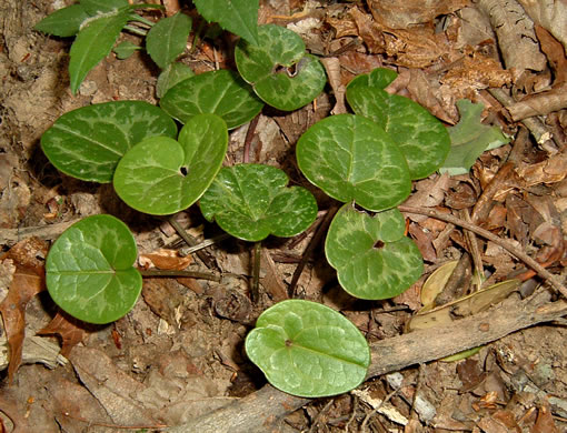 image of Hexastylis virginica, Virginia Heartleaf