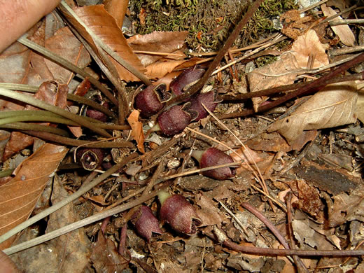 image of Hexastylis virginica, Virginia Heartleaf