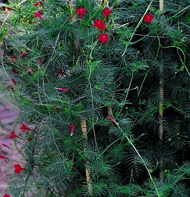 image of Ipomoea quamoclit, Cypress-vine