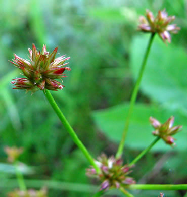 image of Juncus acuminatus, Tapertip Rush, Sharp-fruited Rush