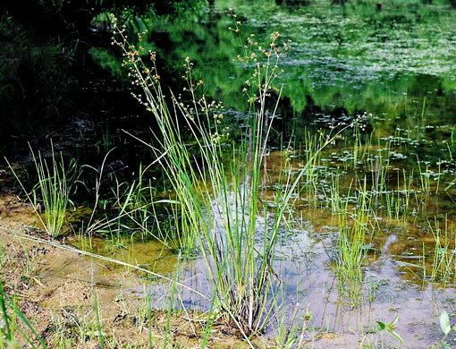 image of Juncus acuminatus, Tapertip Rush, Sharp-fruited Rush