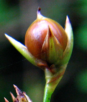 image of Juncus coriaceus, Leathery Rush