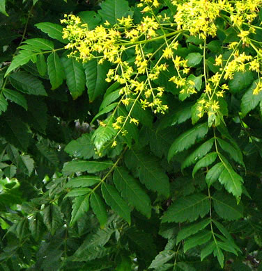 image of Koelreuteria paniculata, Golden Rain-tree