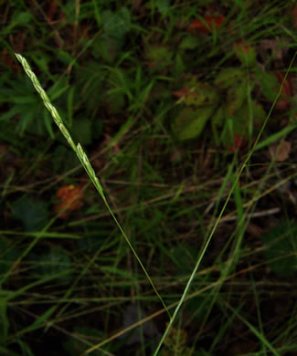 image of Leersia virginica, White Cutgrass, Whitegrass, Virginia Cutgrass