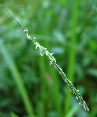 image of Leersia virginica, White Cutgrass, Whitegrass, Virginia Cutgrass